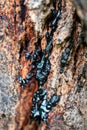 Oozing Black Sap on Rough Tree Bark Royalty Free Stock Photo