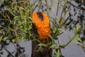 Oozing Orange Slime Royalty Free Stock Photo