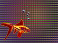 Op Art Gold fish