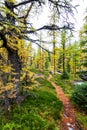 Opabin Hiking Trail Through Forest of Golden Larches at Lake O`Hara in the Canadian Rockies Royalty Free Stock Photo