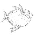 Opah Fish Vector Illustration Royalty Free Stock Photo
