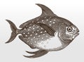 Opah, lampris guttatus, a worldwide distributed marine fish in side view Royalty Free Stock Photo