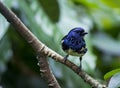 Opal-Rumped Tanager Royalty Free Stock Photo