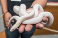 Opale Corn Snake or white snake coiling around hand Royalty Free Stock Photo