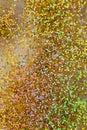 Opalescent glitter for colorful background