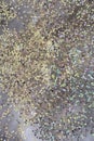 Opalescent glitter for colorful background