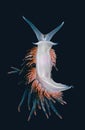 Opalescent sea slug Hermissenda crassicornis crawling under the surface of the water cECP 2012