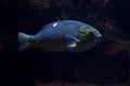 The Opaleye, rudderfish Girella nigricans. Royalty Free Stock Photo