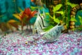 Opaline gourami and silver angelfish, feeding tropical fish in a home aquarium Royalty Free Stock Photo