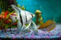 Opaline gourami and silver angelfish, feeding tropical fish in a home aquarium Royalty Free Stock Photo