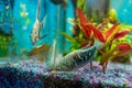 Opaline gourami and silver angelfish, feeding tropical fish in a home aquarium Royalty Free Stock Photo