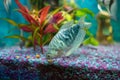 Opaline gourami, trichopodus trichopterus, feeding fish in a home aquarium Royalty Free Stock Photo