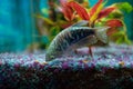 Opaline gourami, trichopodus trichopterus, feeding fish in a home aquarium