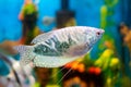 Opaline gourami, trichopodus trichopterus, fish in a home aquarium Royalty Free Stock Photo