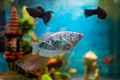 Opaline gourami, trichopodus trichopterus, fish in a home aquarium Royalty Free Stock Photo