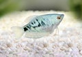 Opaline Gourami Trichopodus trichopterus tropical aquarium fish Royalty Free Stock Photo