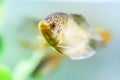 Opaline Gourami Trichopodus trichopterus tropical aquarium fish Royalty Free Stock Photo