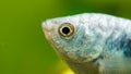 Opaline Gourami Trichopodus trichopterus tropical aquarium fish Royalty Free Stock Photo