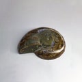 Opalized Ammolite fossilized snail shell