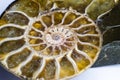 Opalized Ammolite fossilized snail shell