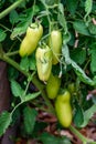 Opalka Tomato plant with unripe yellow green tomatoes growing on vines in a kitchen garden Royalty Free Stock Photo