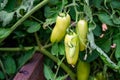 Opalka Tomato plant with unripe yellow green tomatoes growing on vines in a kitchen garden Royalty Free Stock Photo