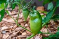 Opalka Tomato plant with unripe yellow green tomatoes growing on vines in a kitchen garden Royalty Free Stock Photo