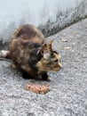 Opatija`s sidewalk Lungo mare, pretty poor cat, Croatia, Europe
