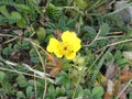 Opean cinquefoil flower with yellow blossom