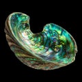 Open Abalone Shell Displays Bright Colors and Reflective Surfaces Under Bright Light in a Natural Setting Royalty Free Stock Photo