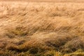 Open air meadow faded grass in a autumn season Royalty Free Stock Photo