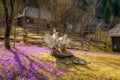 Open air museum of folk architecture Stare selo (Old village), Kolochava with purple crocuses, Zakarpattia, Ukraine