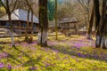 Open air museum of folk architecture Stare selo (Old village), Kolochava with purple crocuses, Zakarpattia, Ukraine Royalty Free Stock Photo