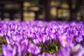 Open air museum of folk architecture Stare selo (Old village), Kolochava with purple crocuses, Zakarpattia, Ukraine