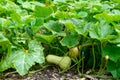 Open air plantation of green courgette zucchini vegetables ready to harvest, eco-friendly organic farming