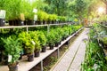 Open-air street shop selling green plants.