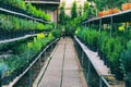 Open-air street shop selling green plants on shelves in flowerpots pine on outdoor sunny place.