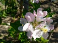 Open apple flowers closeup on a tree