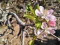 Open apple flowers closeup on a tree