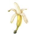 Open Banana. Watercolor botanical illustration of peeled fruit. Hand drawn clip art isolated on white background. Sweet