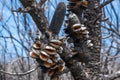 Open banksia cones after extensive forest fires in Victoria, Australia. Royalty Free Stock Photo