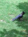 Crow park black crow open beak crow black bird