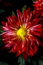 Open beautiful chrysanthemum