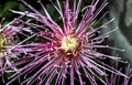 Open beautiful chrysanthemum