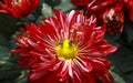 Open beautiful chrysanthemum