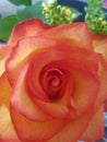 Open beauty/ Rose Royalty Free Stock Photo