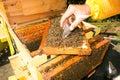 A closeup of a beekeeper capturing a queen on a honey frame at an apiary in the Caribbean Royalty Free Stock Photo