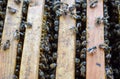 Open bee hive. Plank with honeycomb in the hive. The bees crawl along the hive.