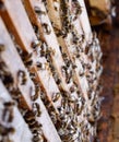 Open bee . Plank with honeycomb in the hive. The bees crawl along the hive. Honey bee