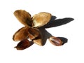Open beech husk with nuts on a white background with shadow